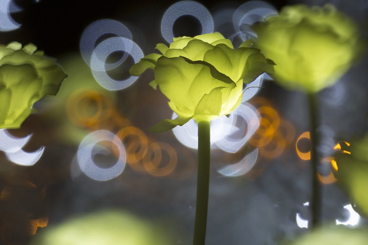ulsan grand park, tree festival, rose flower
