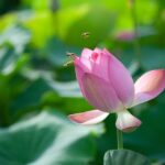 flower, flower background, lotus