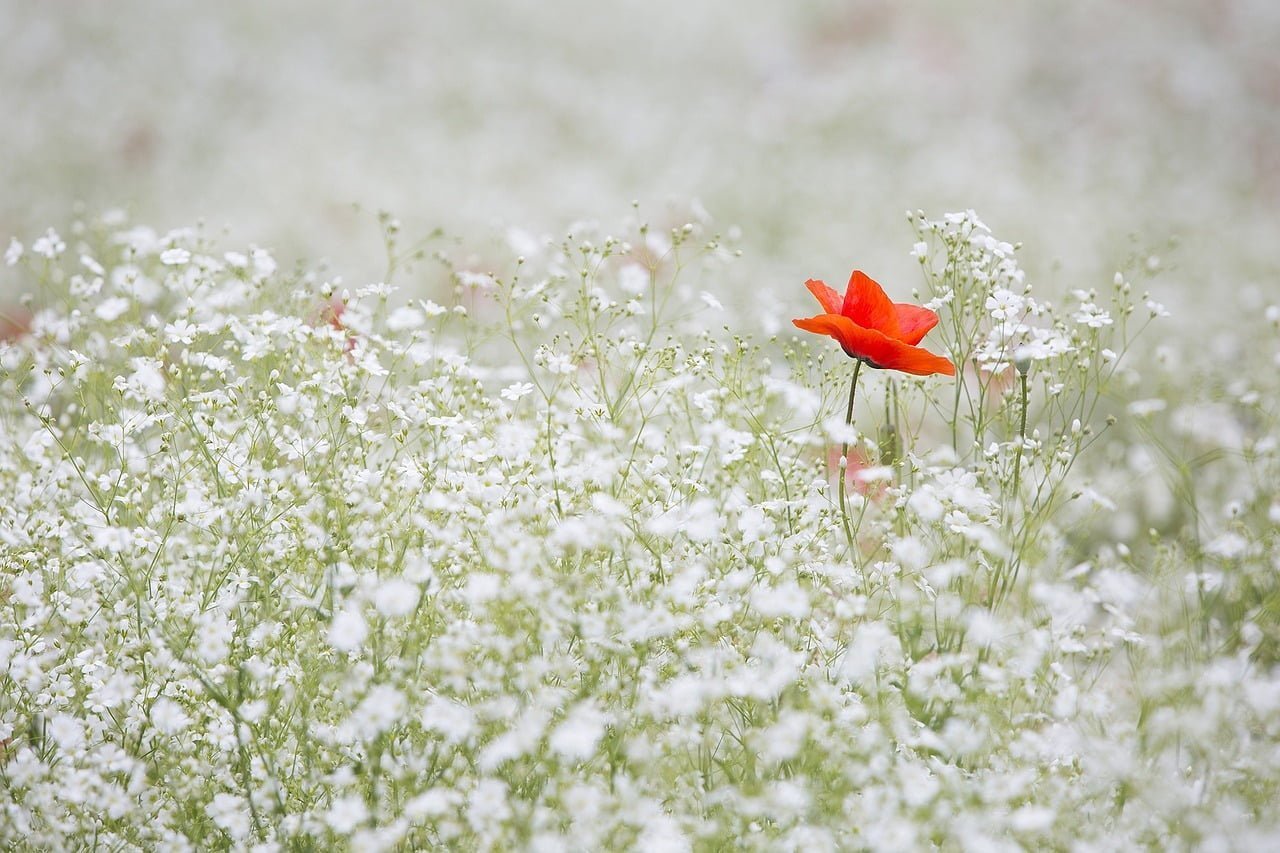poppy, flower background, baby's breath