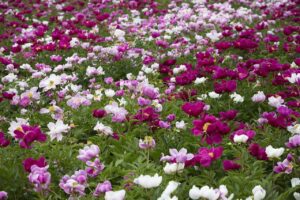 peony, free background, desktop backgrounds