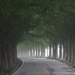 road, tree, metasequoia tree