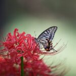 tiger butterfly, flower pot, flower background