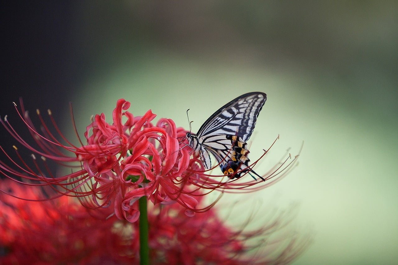 tiger butterfly, flower pot, flower background
