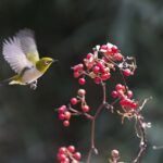 new, chickadee, fruit