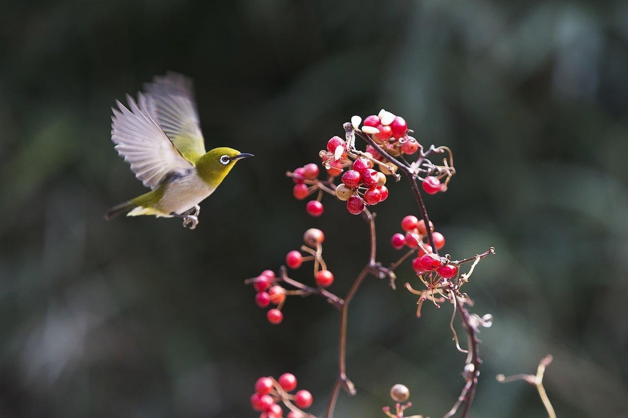 new, chickadee, fruit