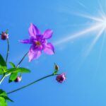 flower, botany, beautiful flowers