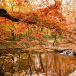 autumn, autumn leaves, nature