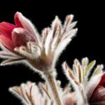 pasqueflower, flower background, spring flowers