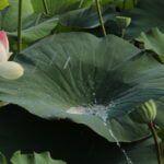 lotus, crimson, nature