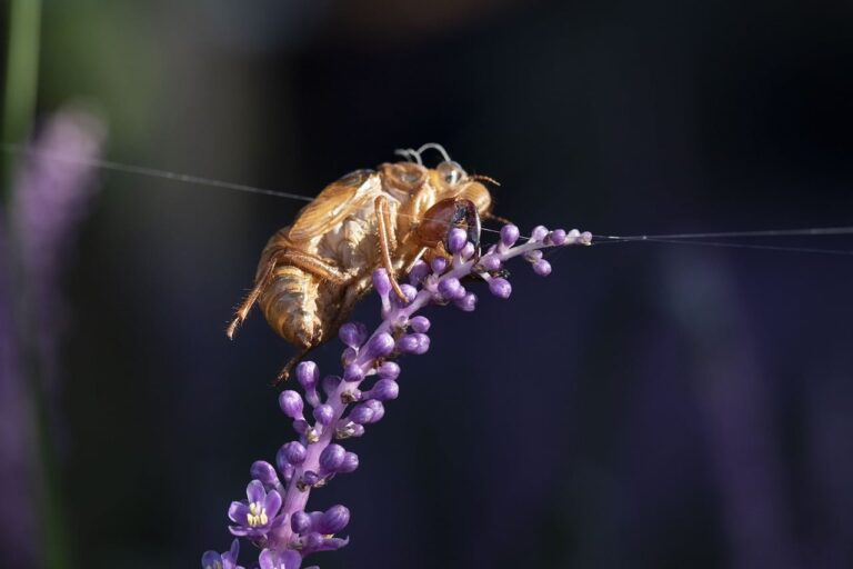 cicada, ecdysis, liriope