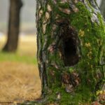 cypress, moss, tree