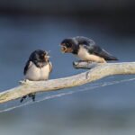 barn swallow, quarrel, birds