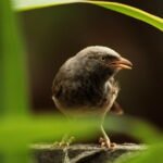 bird, babbler, yellow billed babbler